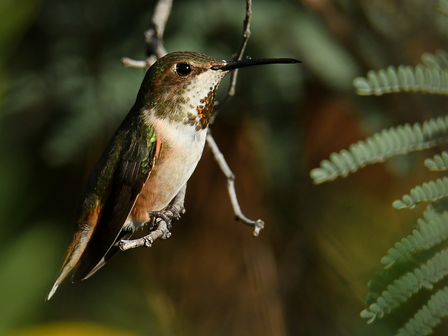 Hummer2.jpg