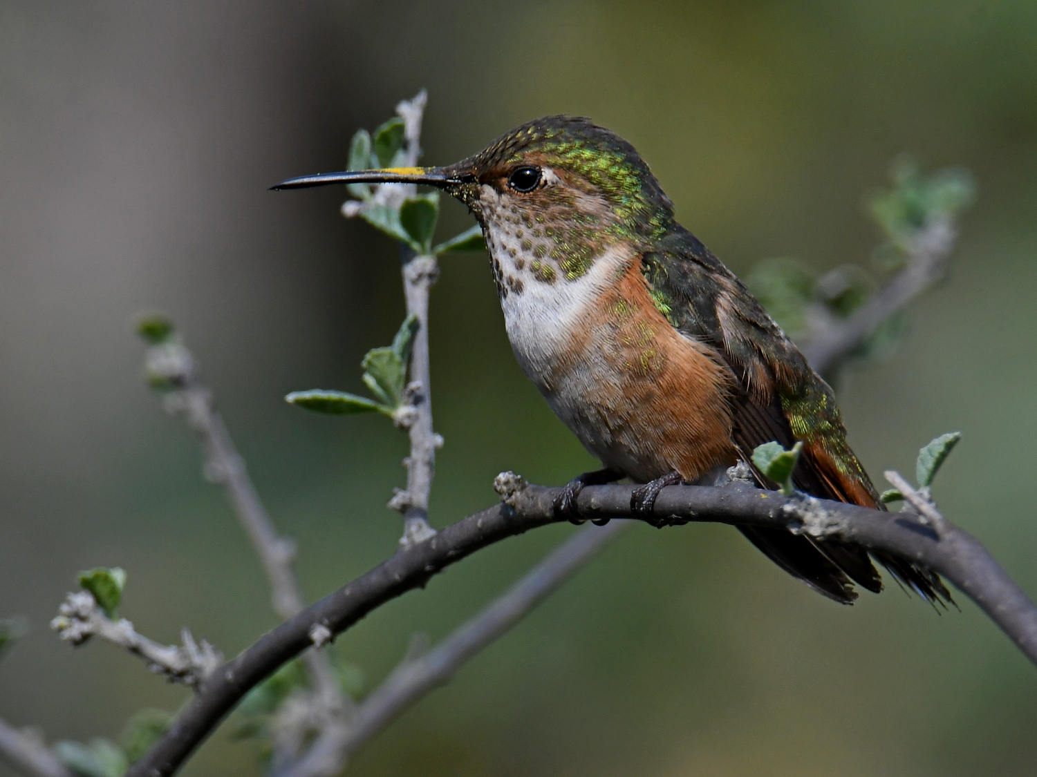 Hummer2.jpg