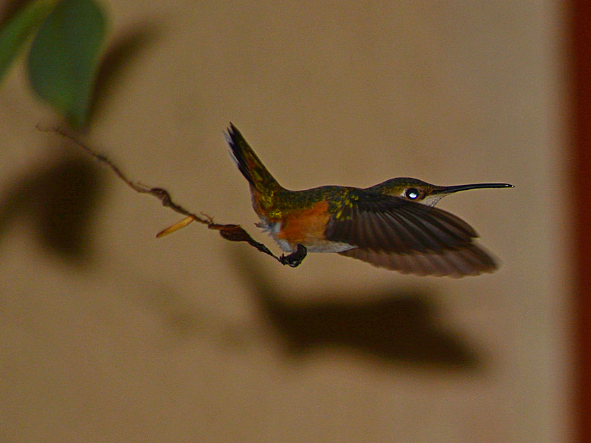 Hummer2.jpg