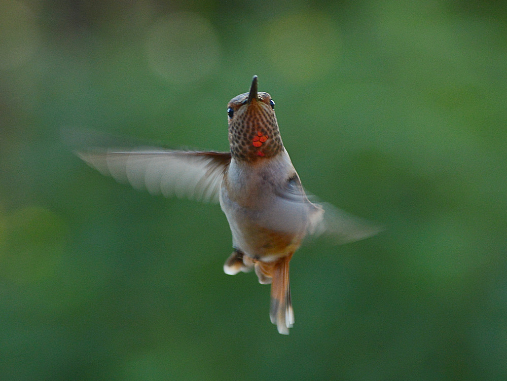 Hummer2.jpg