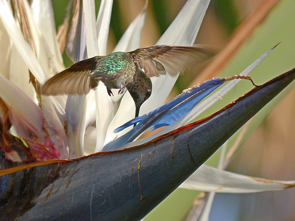 Hummer2.jpg