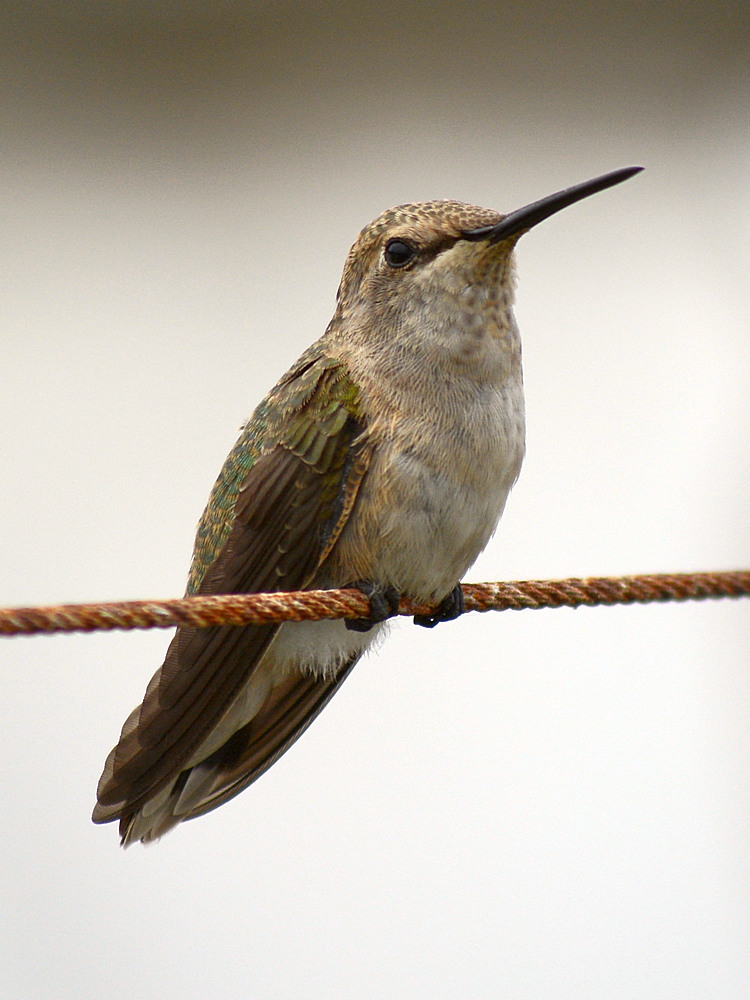 Hummer2.jpg