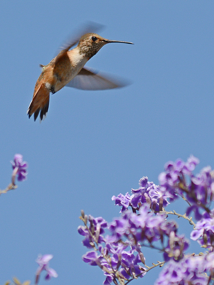 Hummer2.jpg