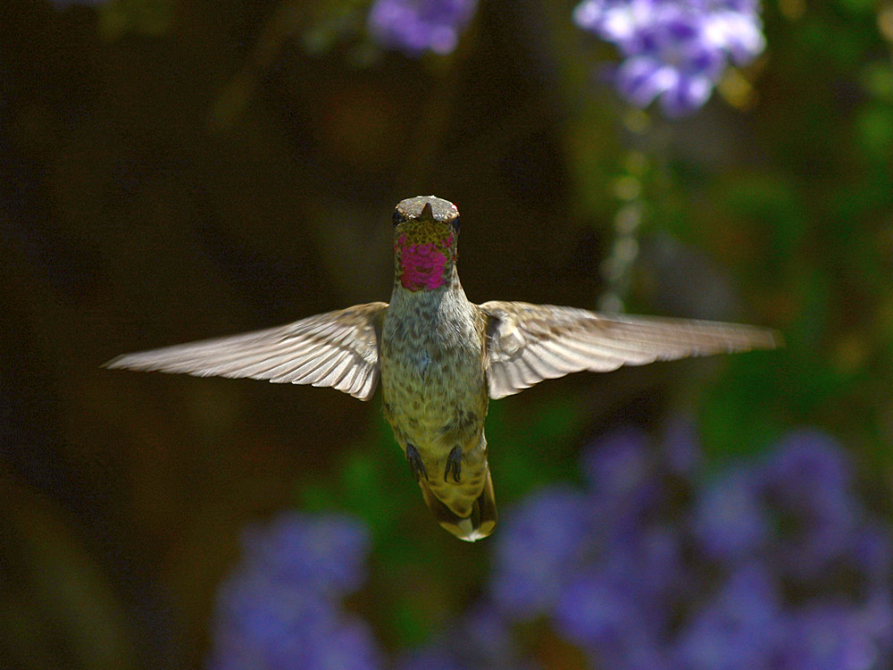 Hummer2.jpg