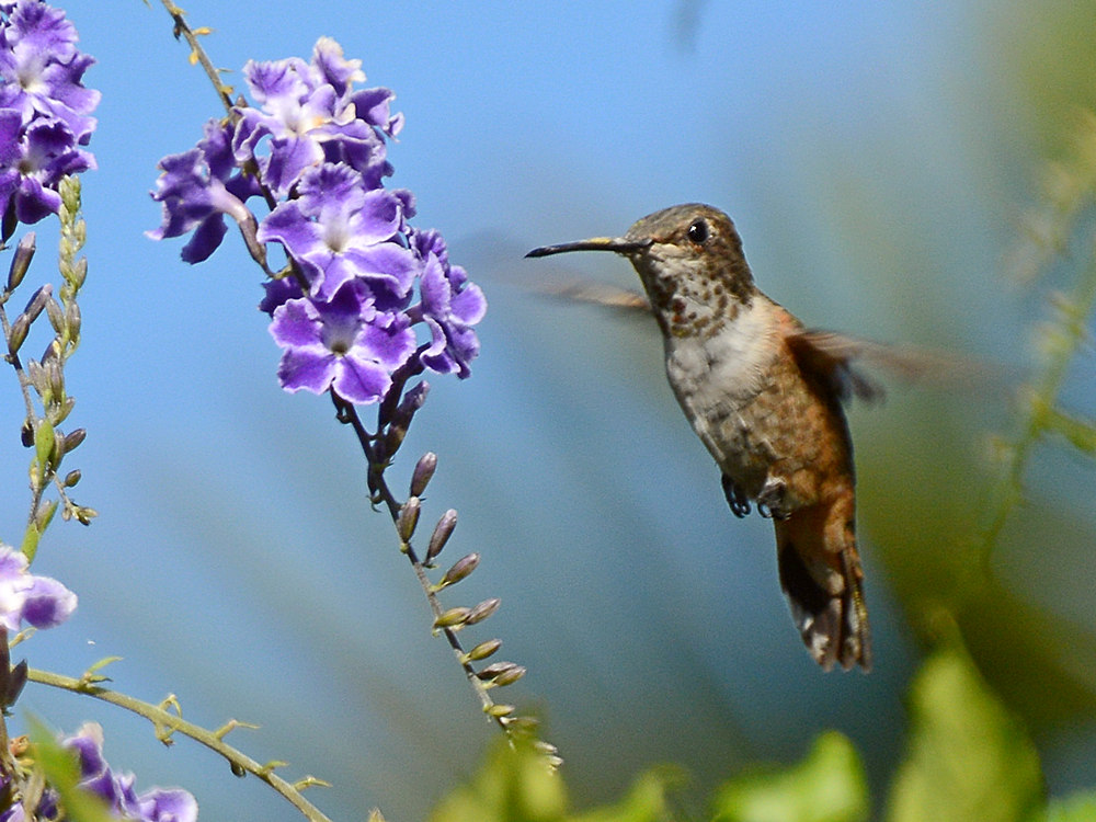 Hummer2.jpg