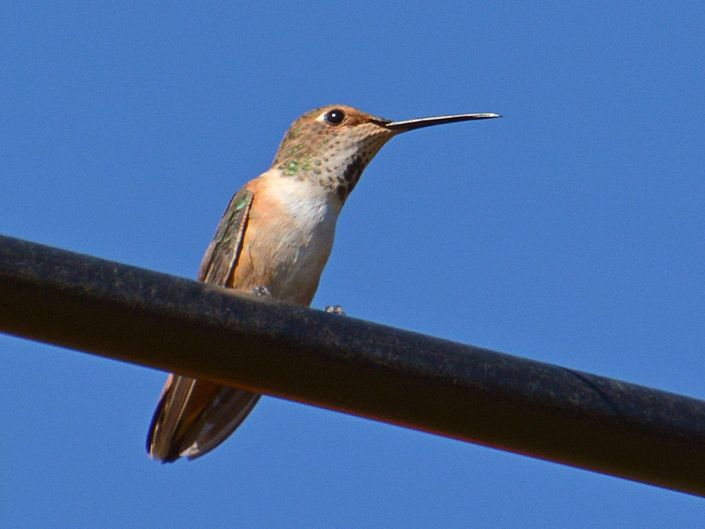 Hummer20.jpg