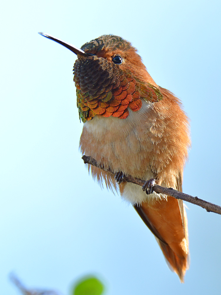 Hummer20.jpg
