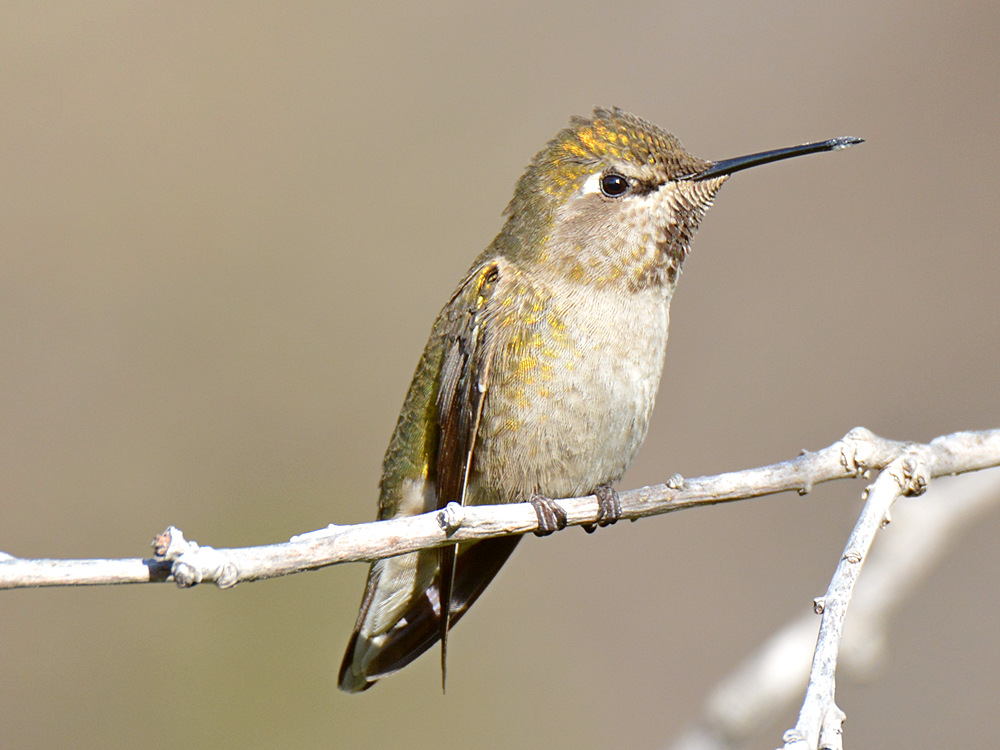 Hummer20.jpg