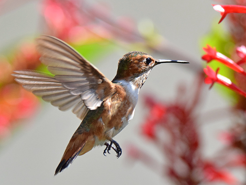 Hummer20.jpg