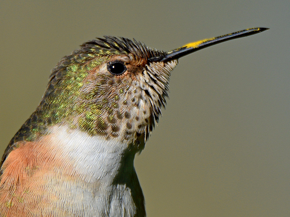 Hummer20.jpg