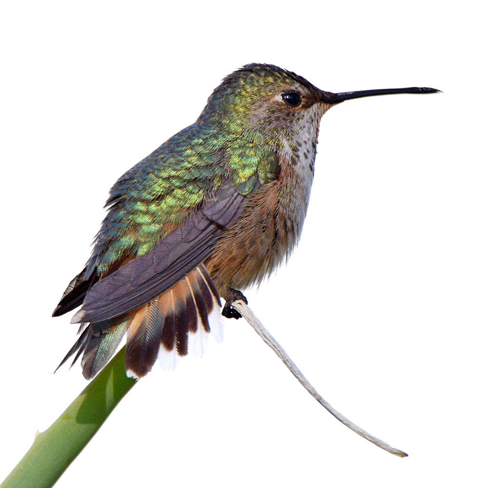 Hummer20.jpg