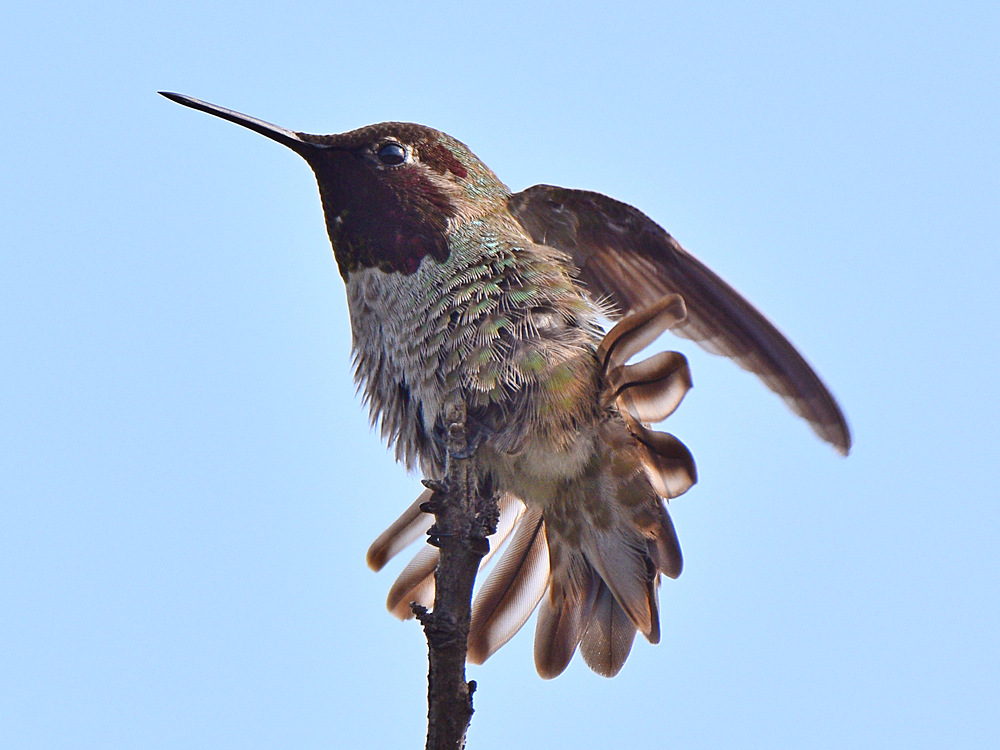 Hummer20.jpg