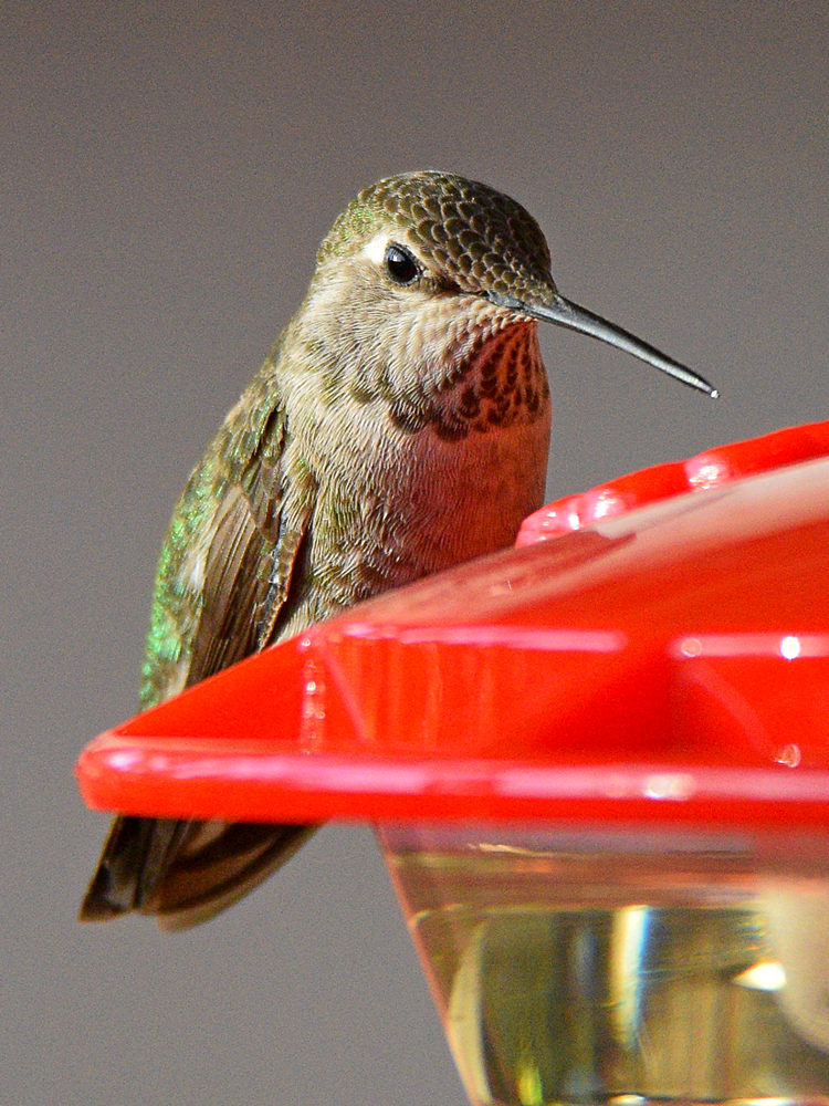 Hummer20.jpg