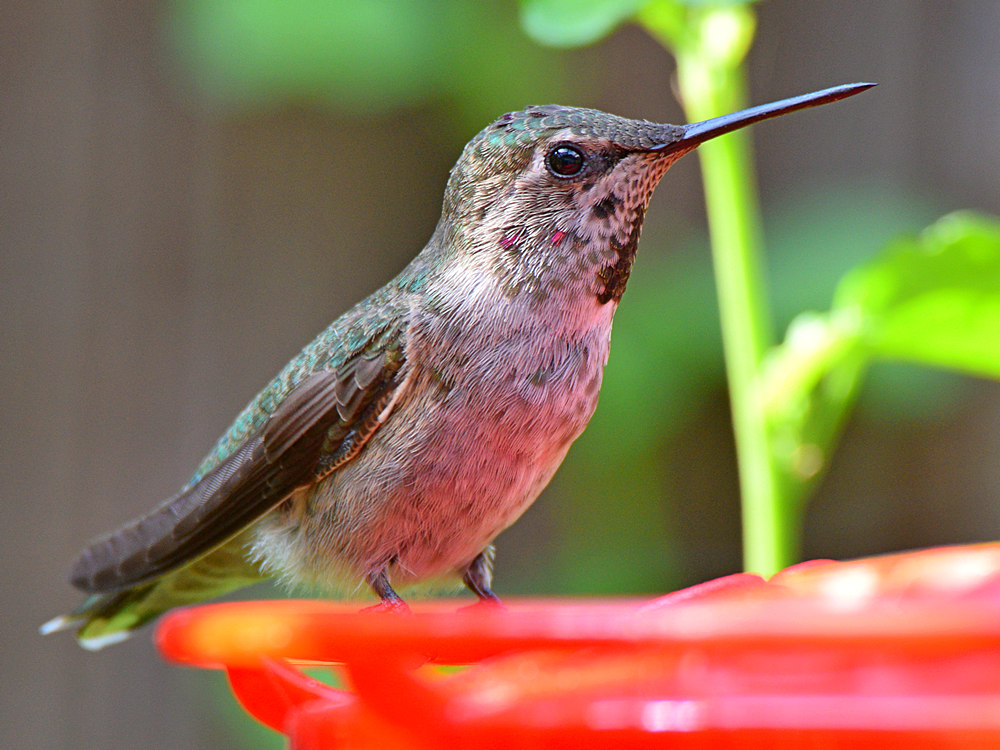 Hummer20.jpg