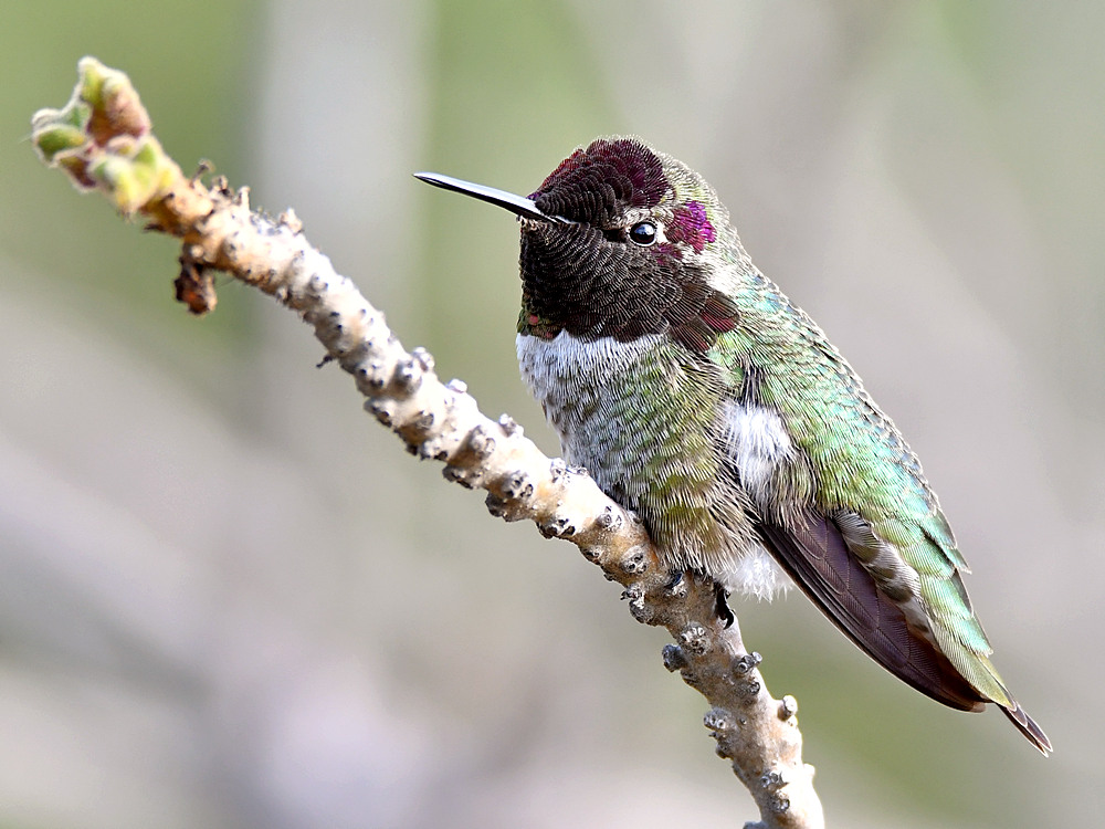 Hummer20.jpg