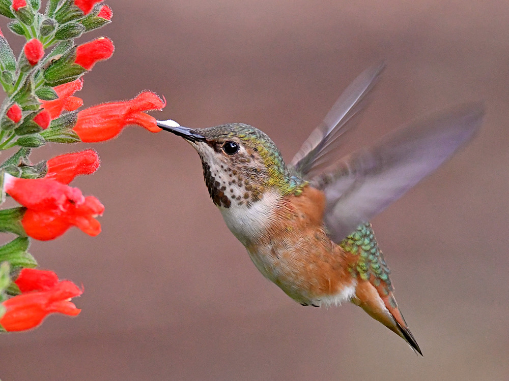Hummer20.jpg