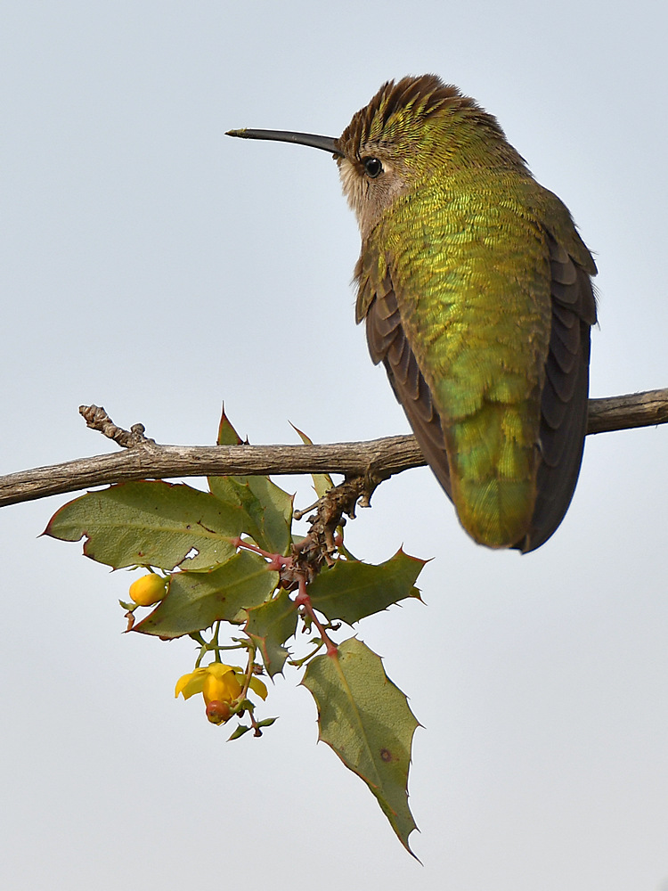 Hummer20.jpg