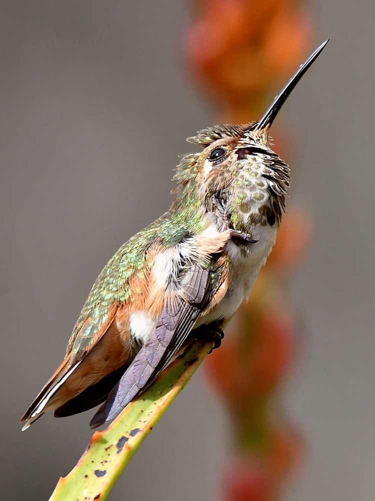 Hummer20.jpg