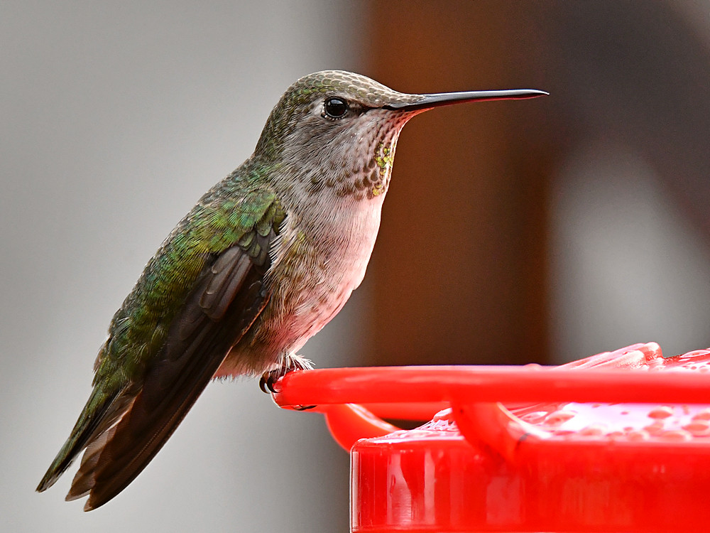 Hummer20.jpg
