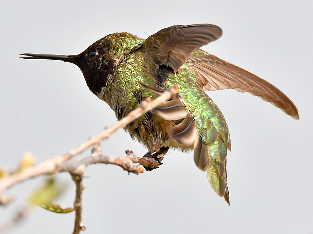 Hummer20.jpg