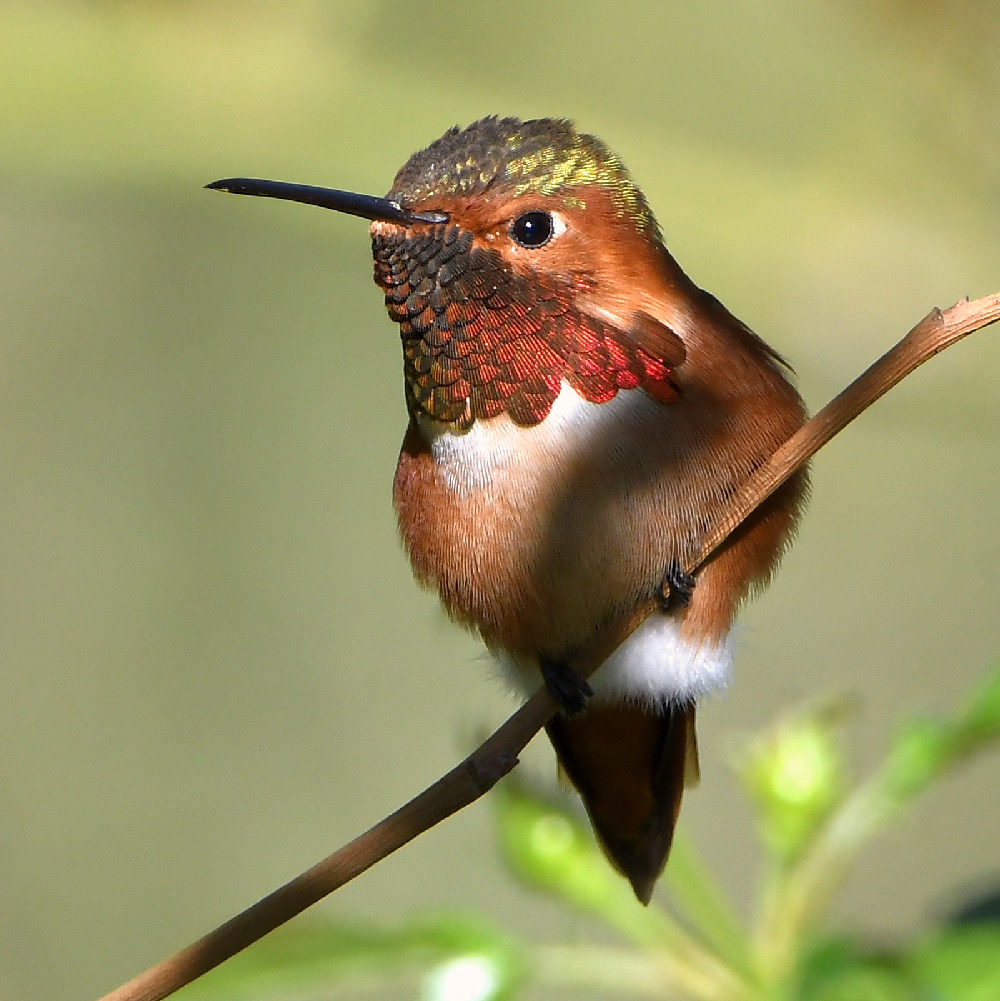 Hummer20.jpg