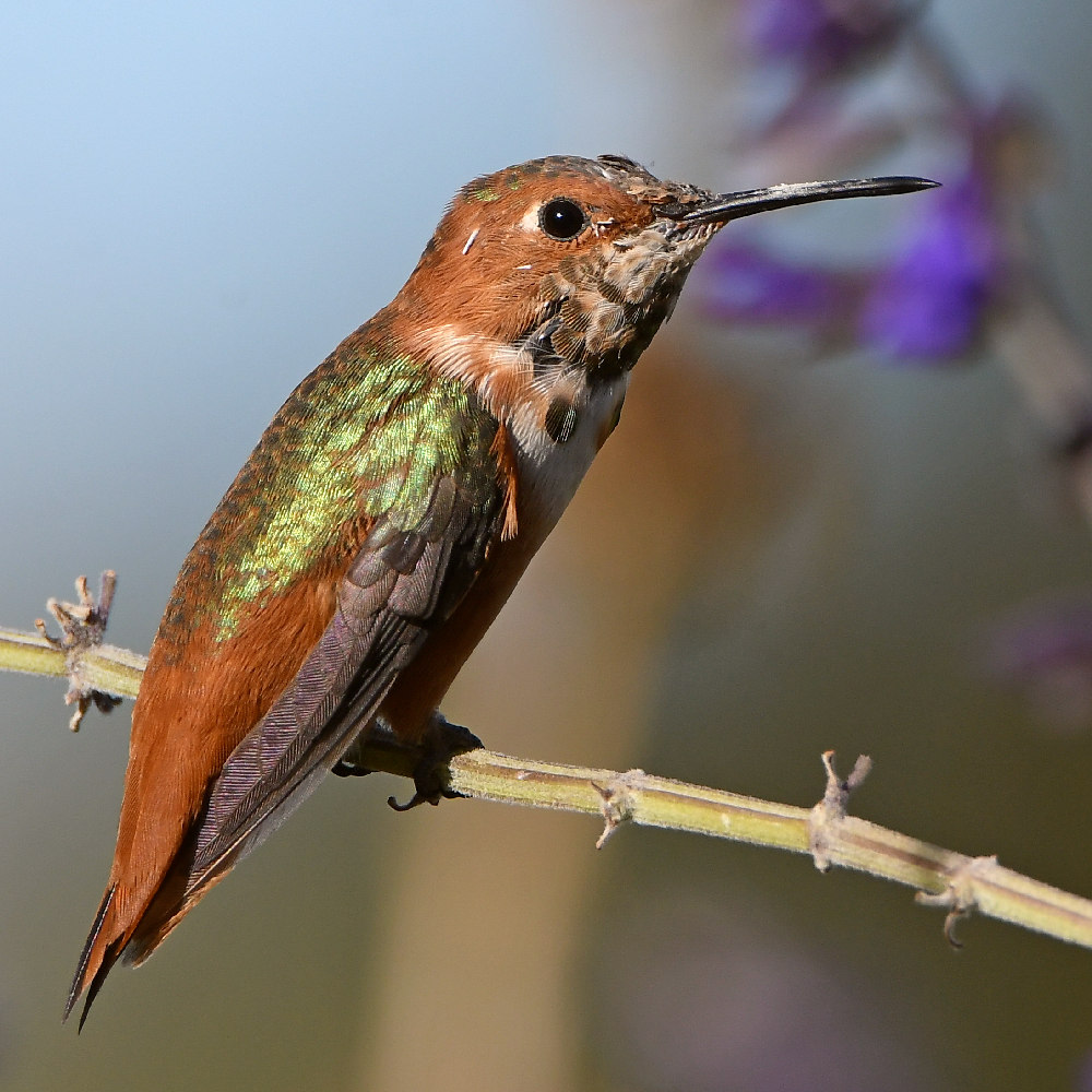 Hummer20.jpg