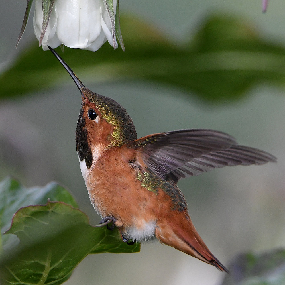 Hummer20.jpg