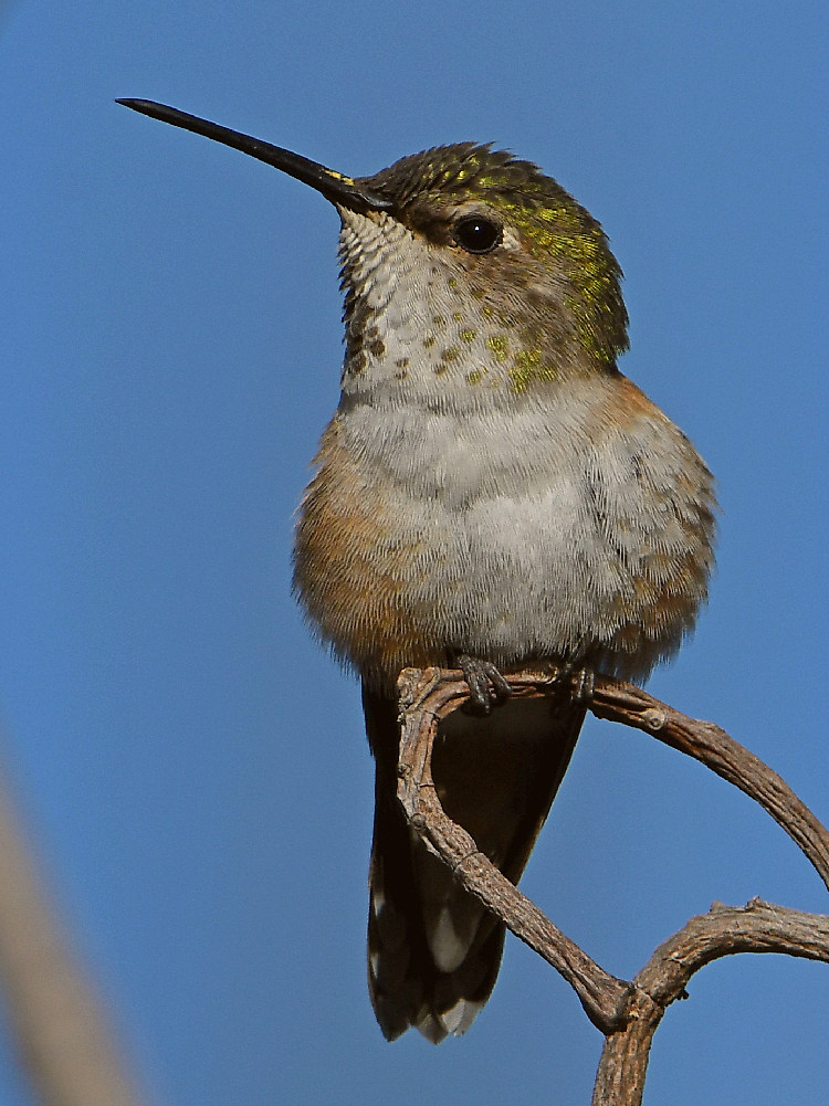 Hummer20.jpg