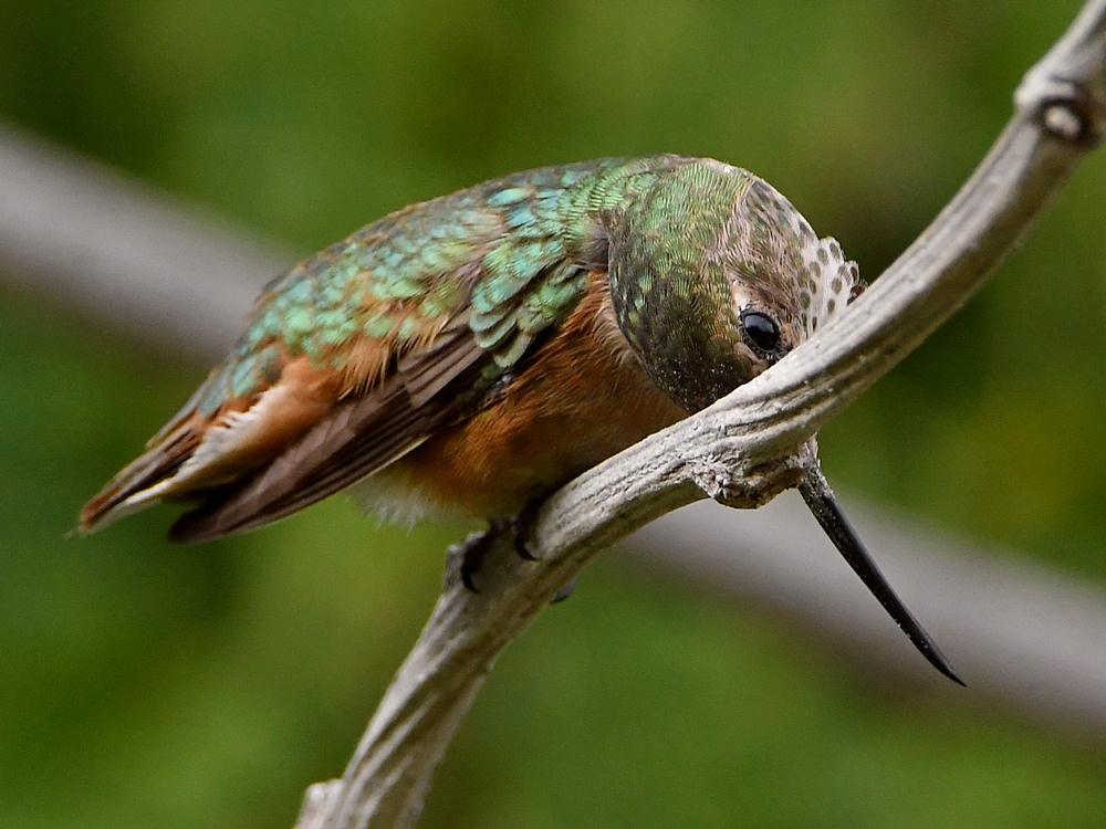 Hummer20.jpg
