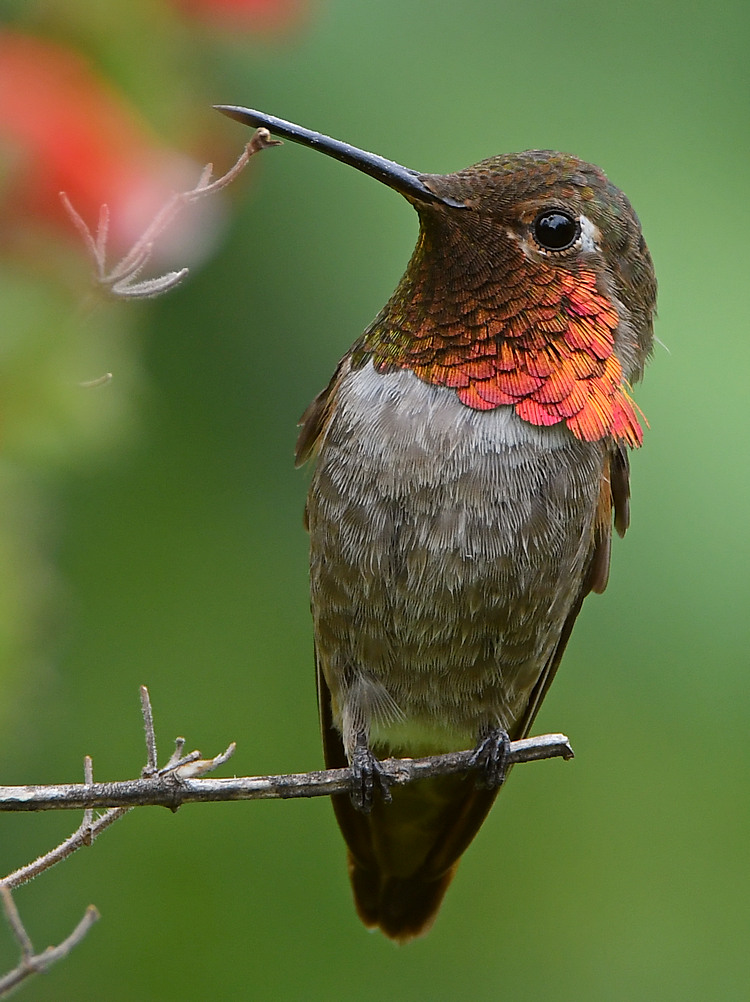 Hummer20.jpg