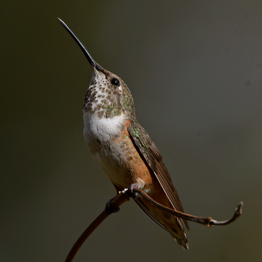 Hummer20.jpg