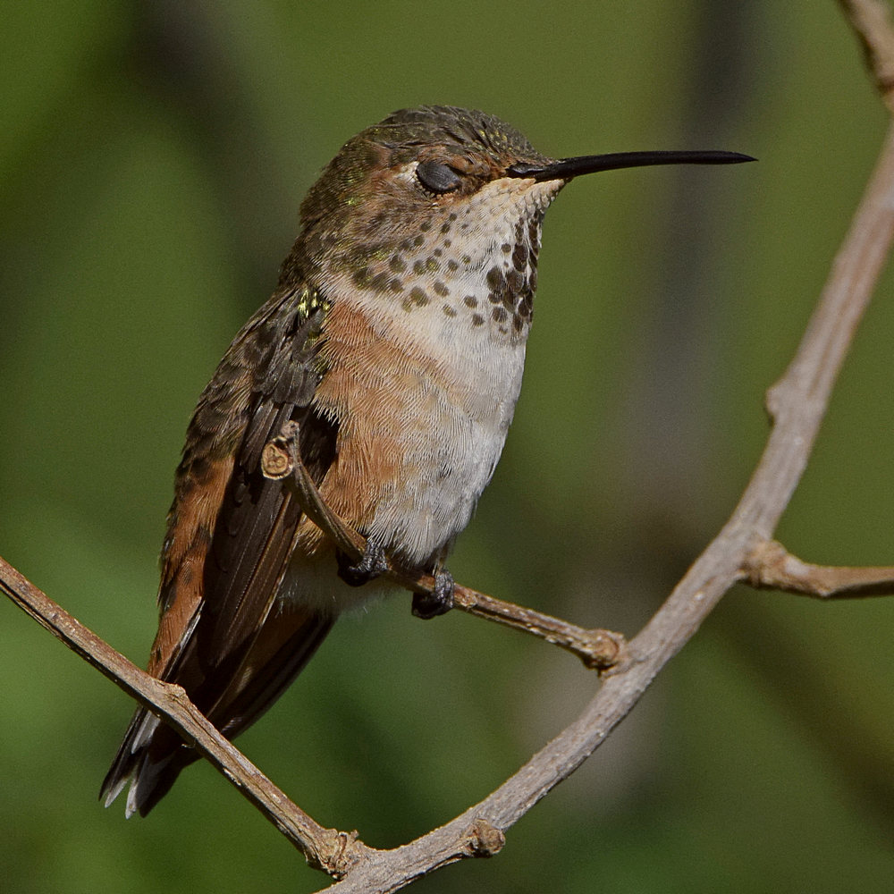 Hummer20.jpg