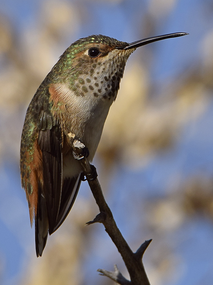 Hummer20.jpg