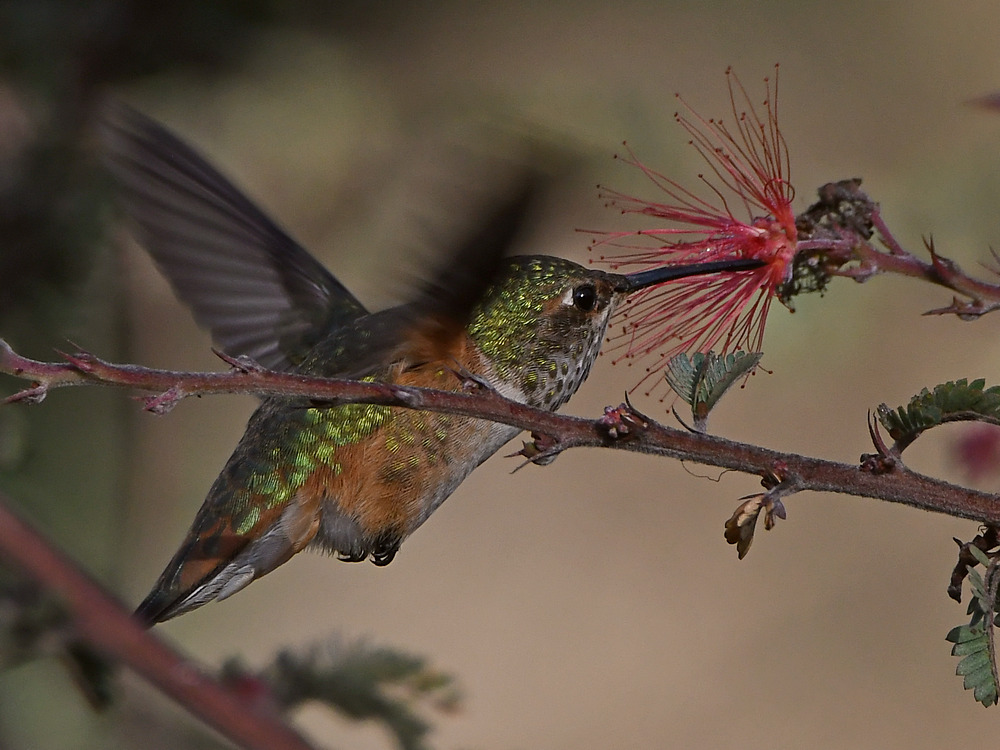 Hummer20.jpg