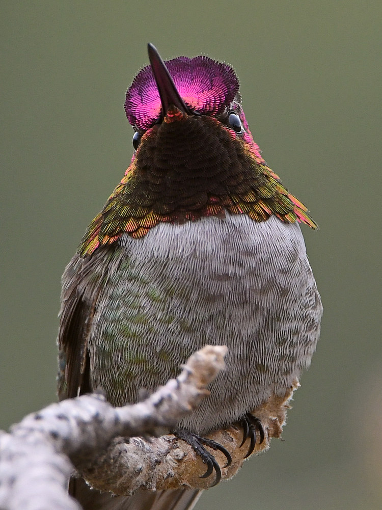 Hummer20.jpg