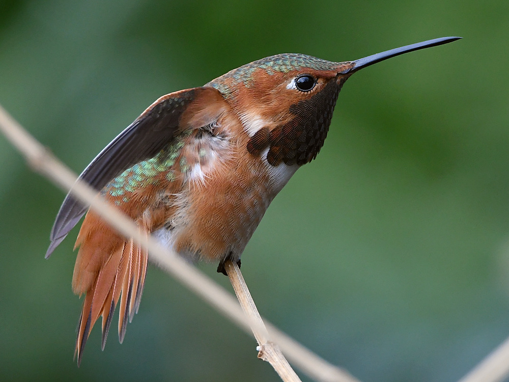 Hummer20.jpg