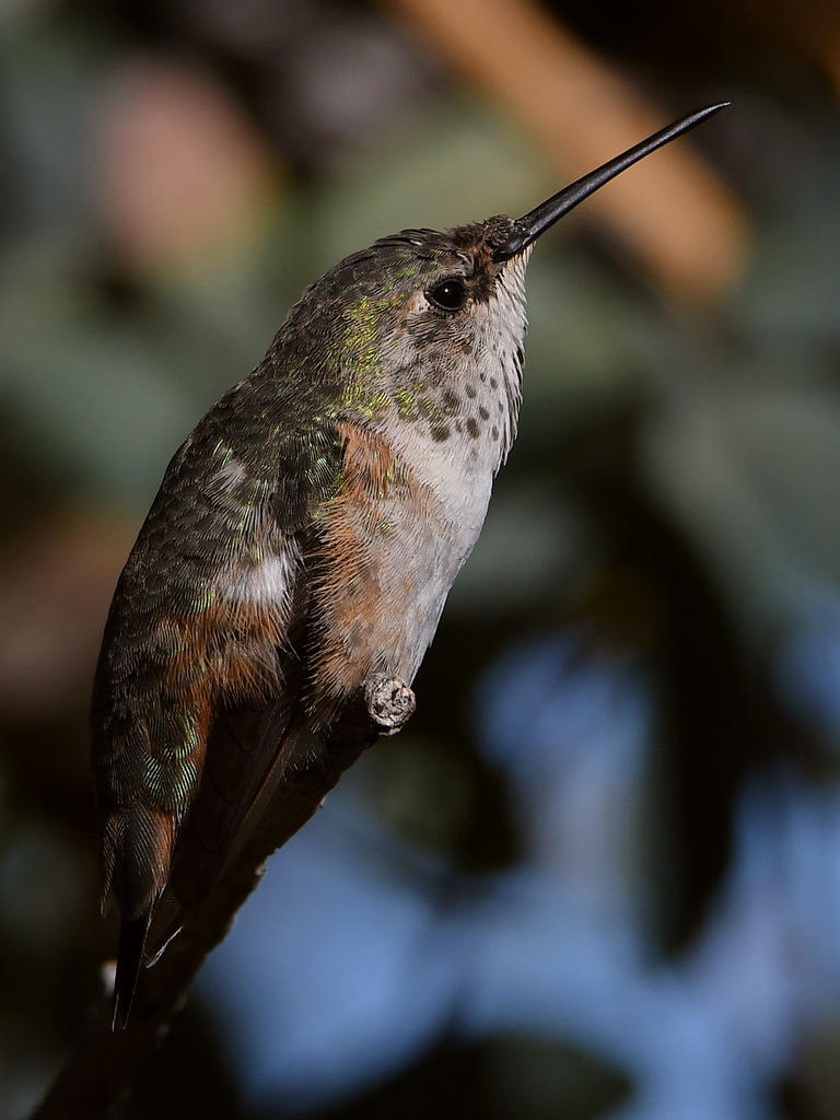Hummer20.jpg