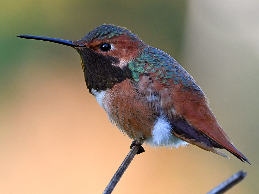 Hummer20.jpg