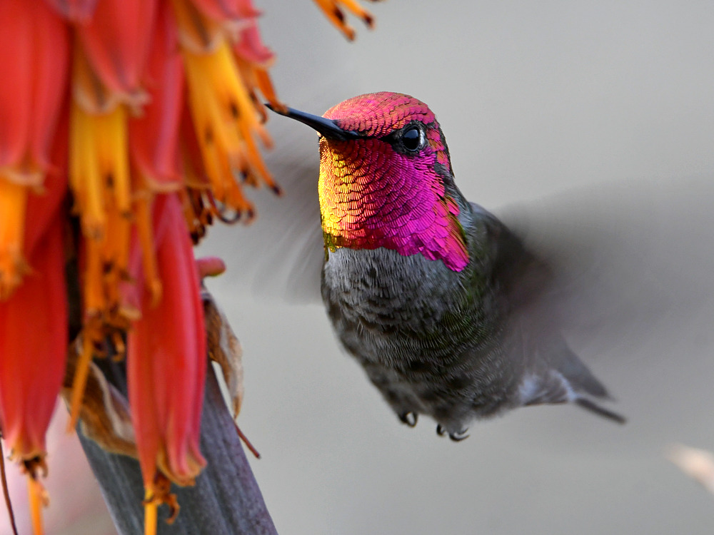 Hummer20.jpg