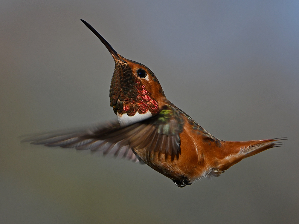 Hummer20.jpg