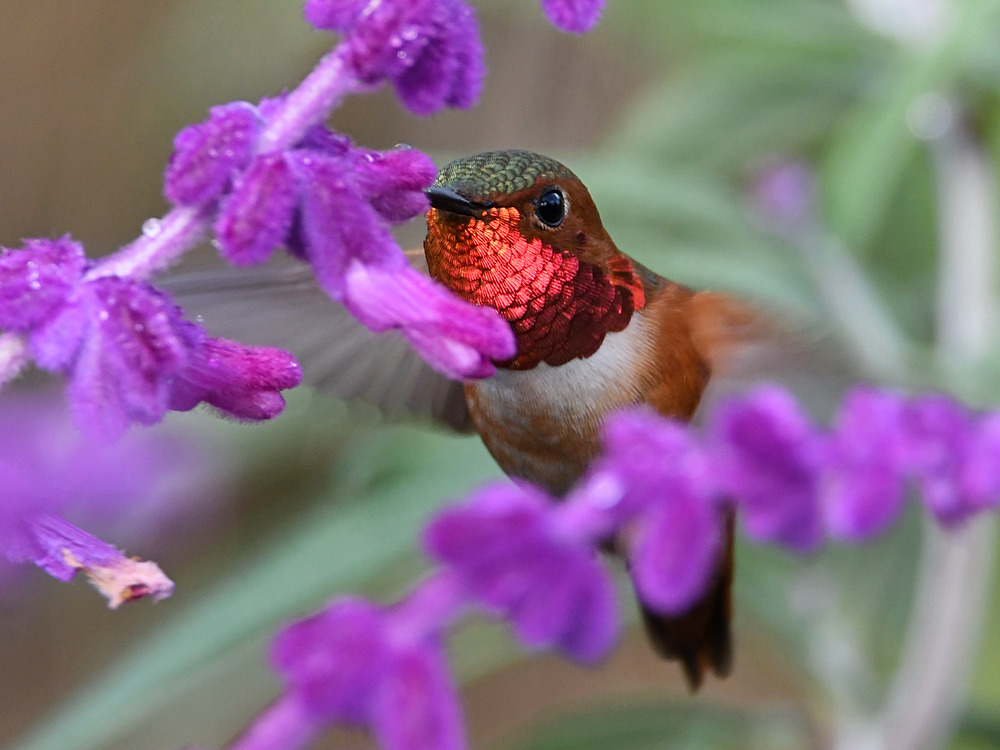 Hummer20.jpg