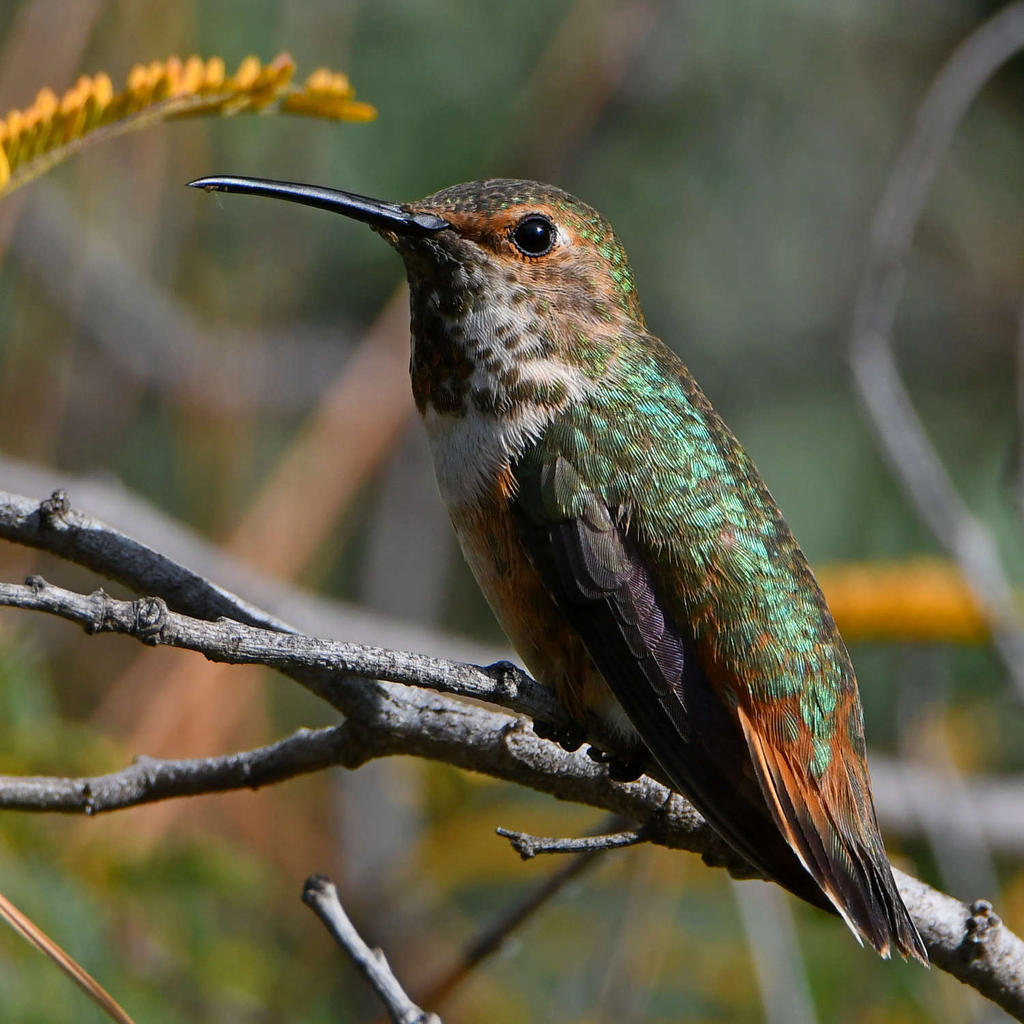 Hummer20.jpg