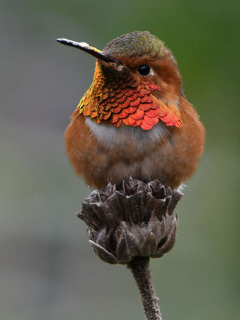 Hummer20.jpg