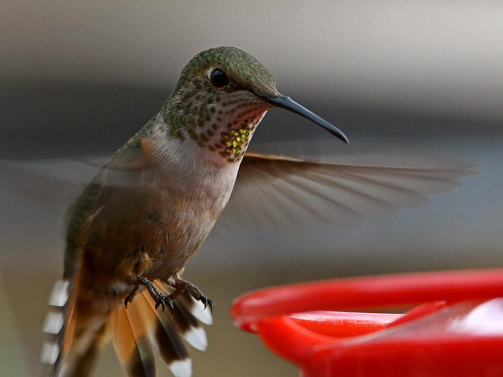 Hummer20.jpg