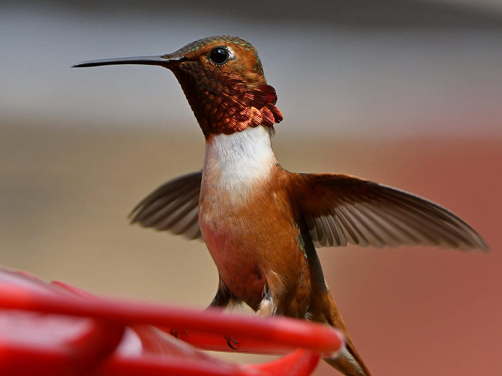 Hummer20.jpg