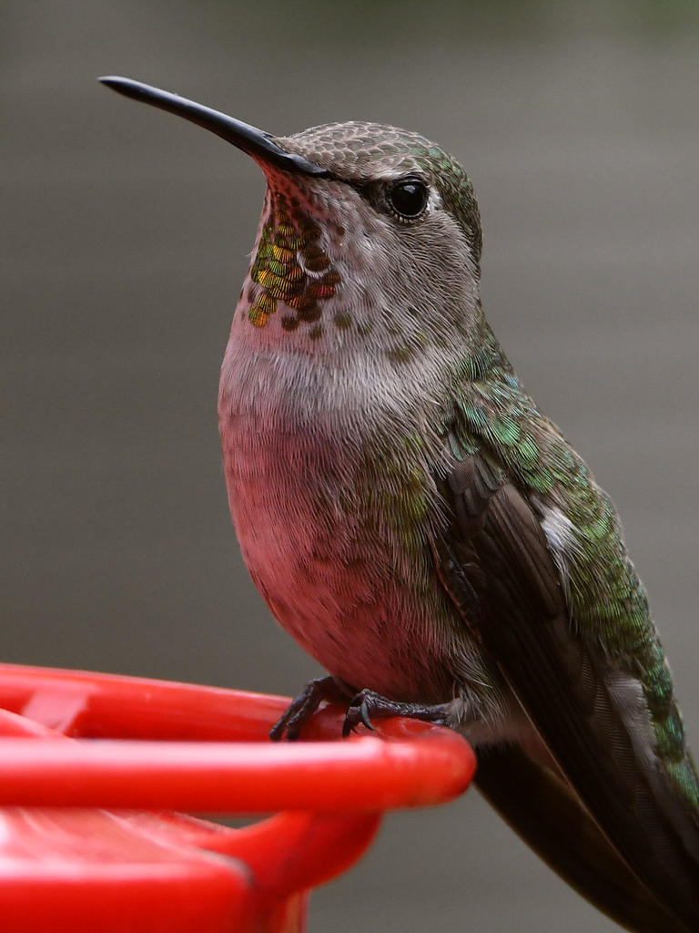 Hummer20.jpg