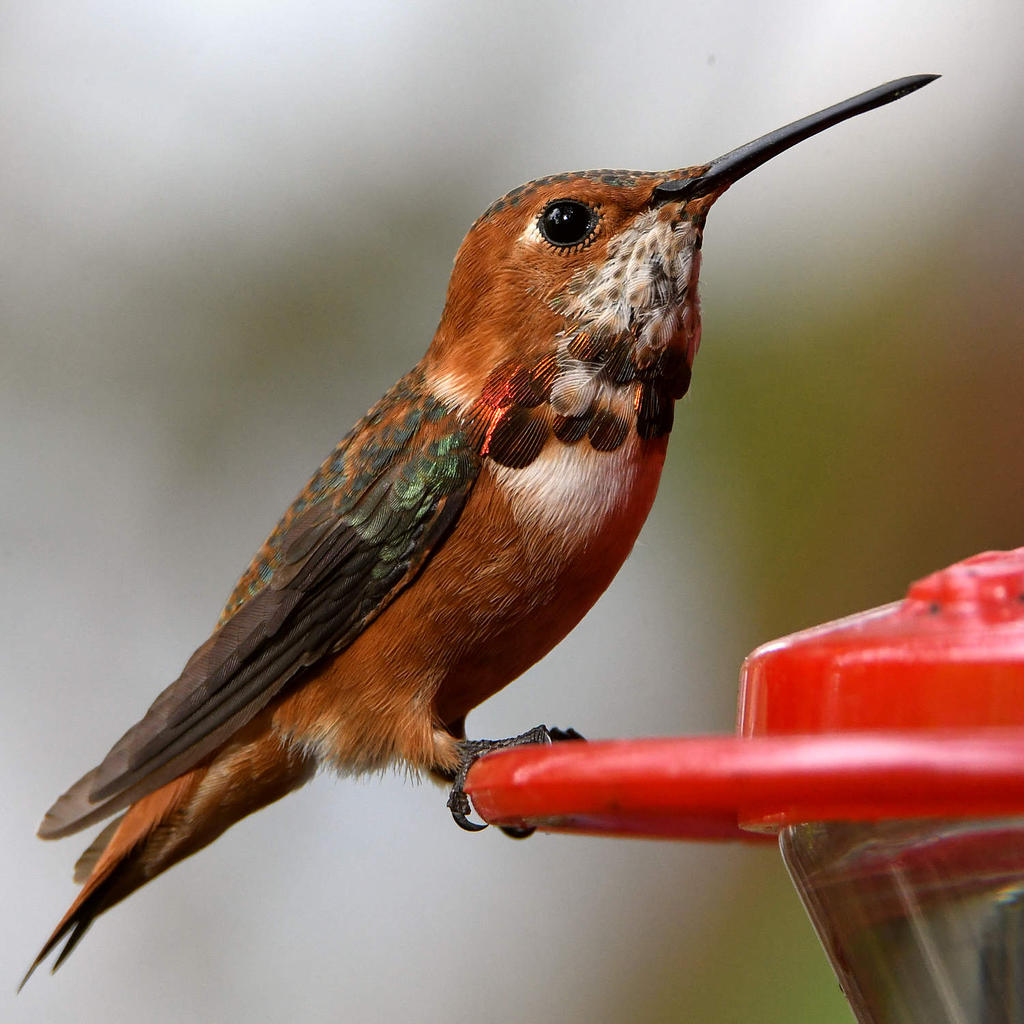 Hummer20.jpg