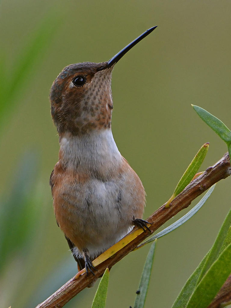 Hummer20.jpg