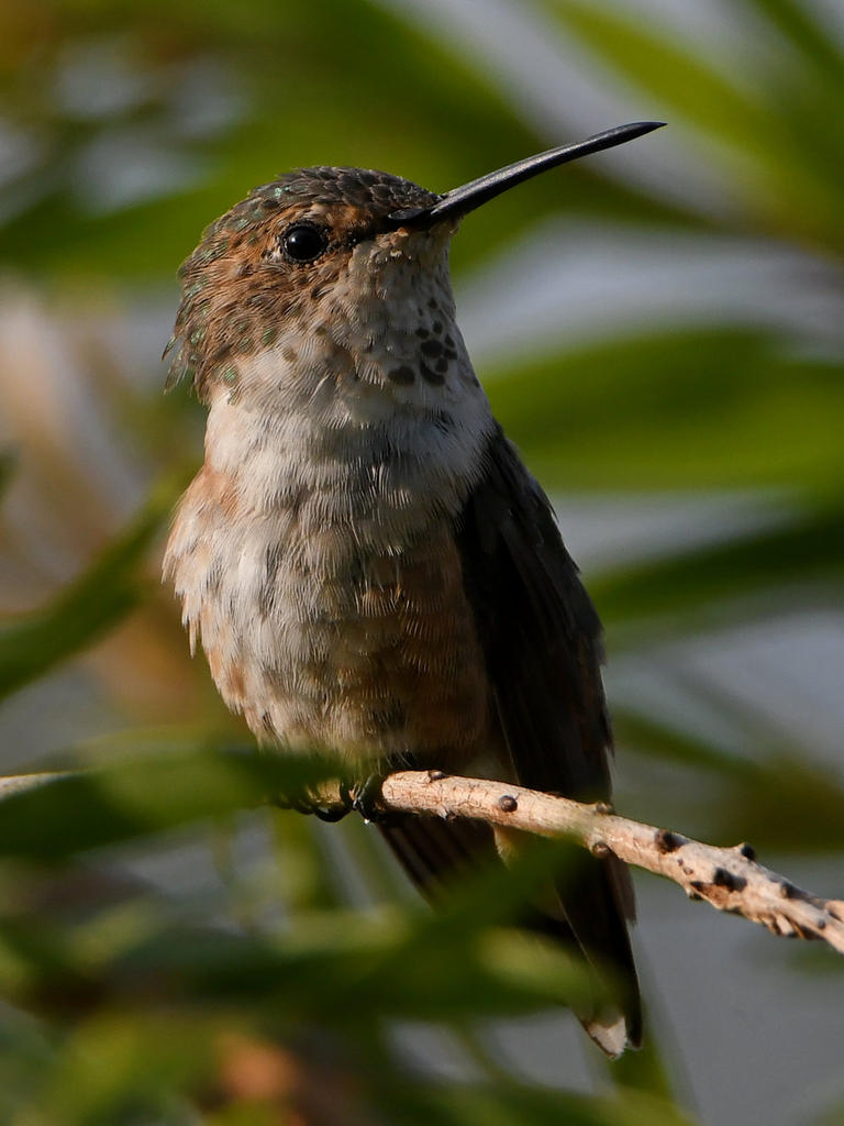Hummer20.jpg