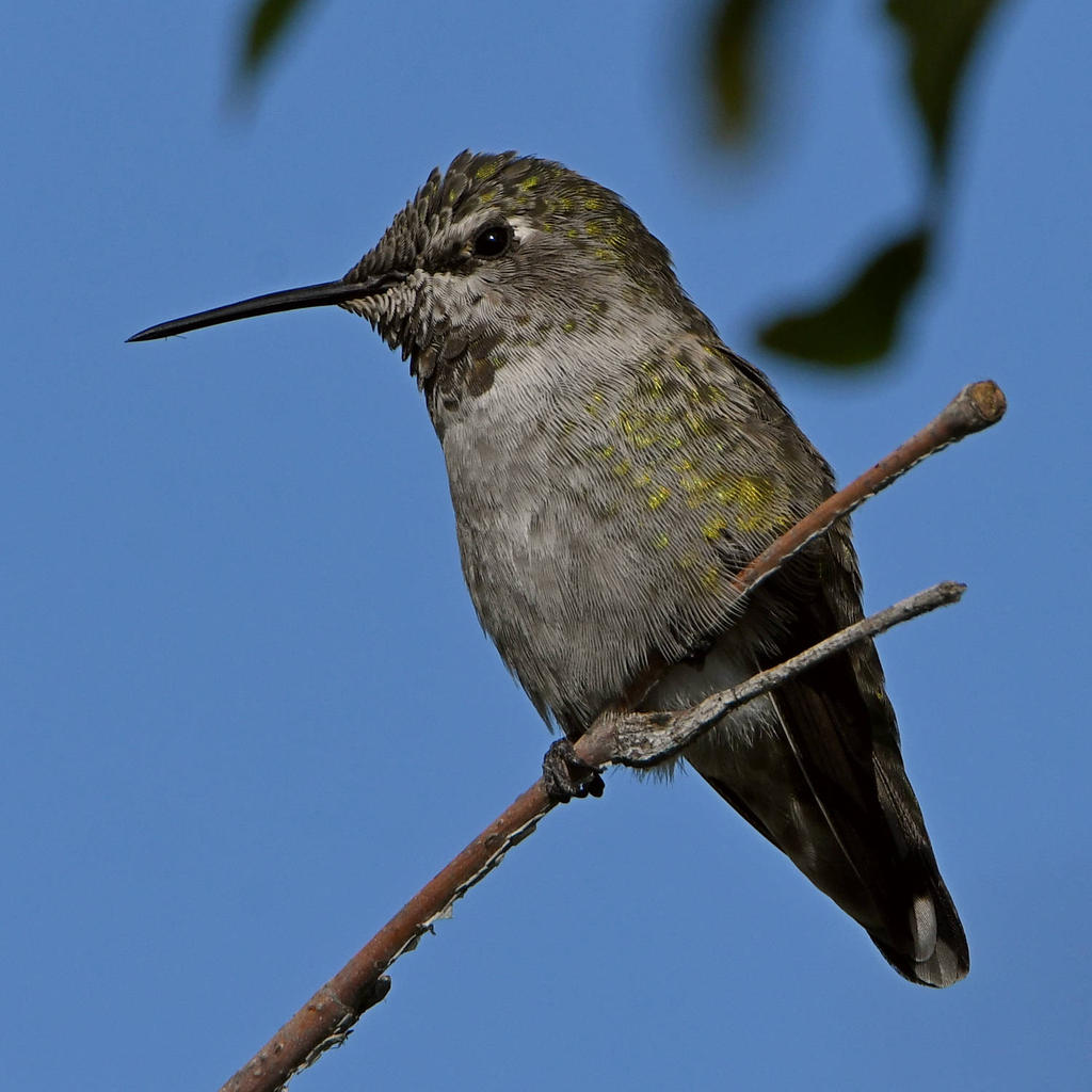 Hummer20.jpg